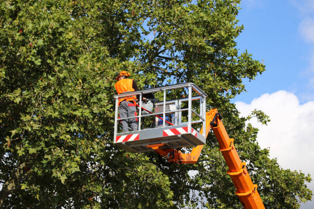 Best Arborist Consultation Services  in Moraine, OH